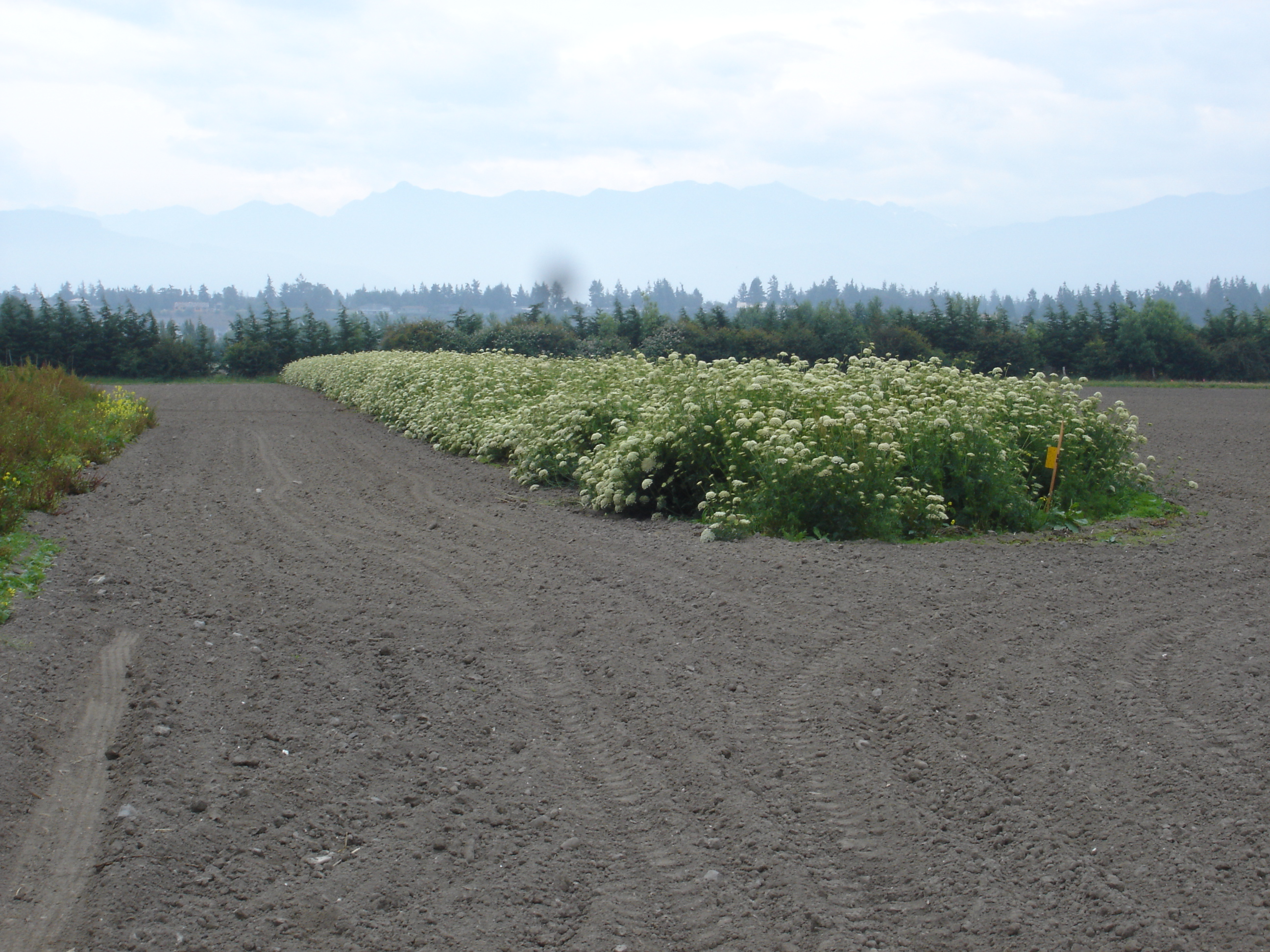 Cultivated carrot seed field
